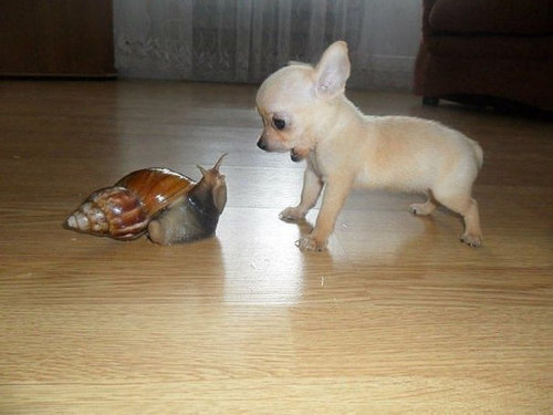 驚きを隠せない動物たちの写真
