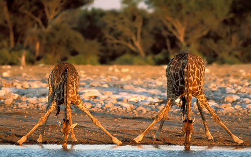 すごいポーズを決める動物たちの写真