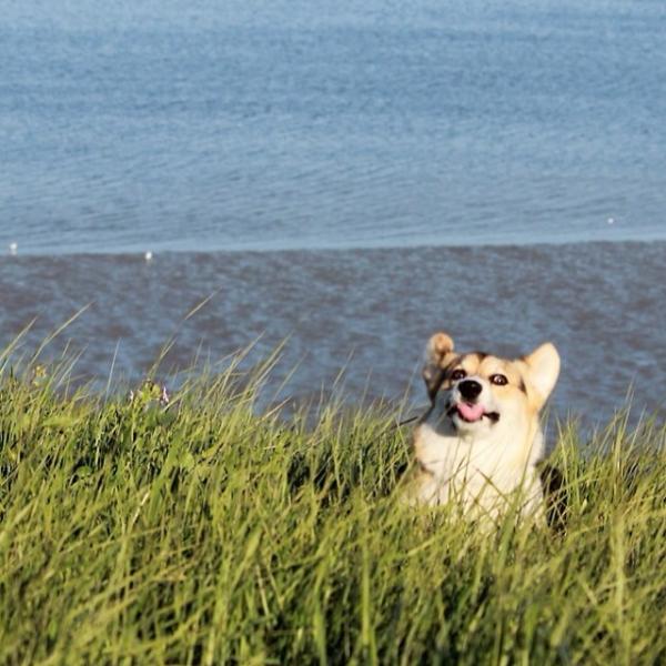 コーギー犬のやっぱり可愛い写真