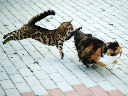 猫の不意打ちのテクニックの写真