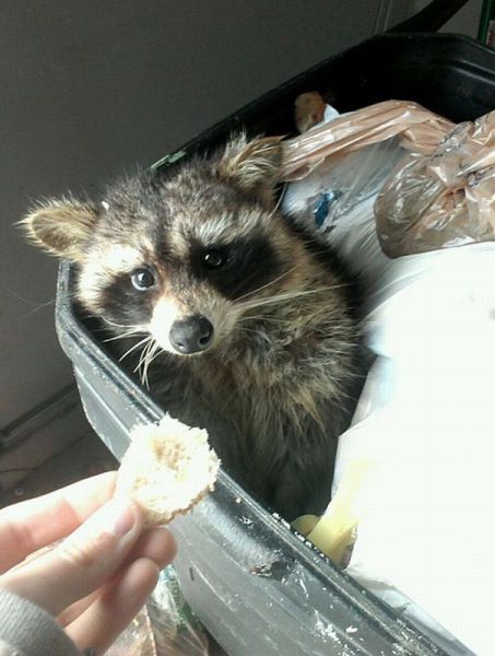 可愛い動物たちの画像が集まった写真