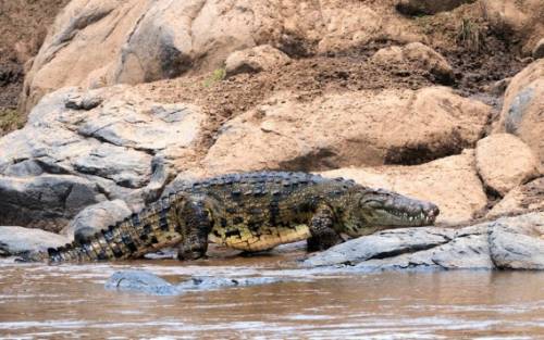 アフリカの大自然でヌーとシマウマが一緒に危険な川を渡る