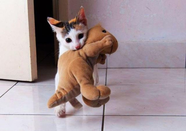 動物たちの可愛すぎる画像