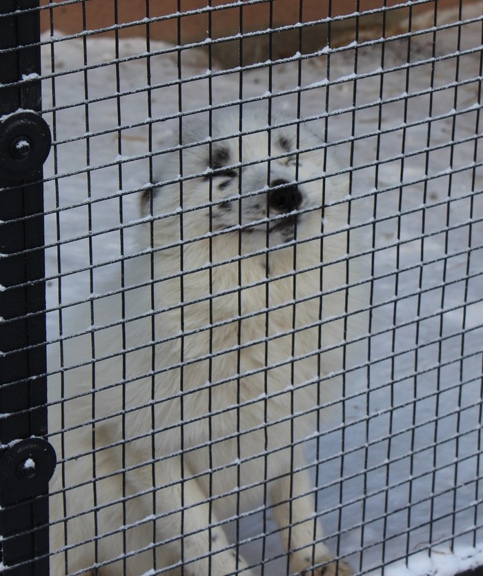 「春」という名前のキツネ 