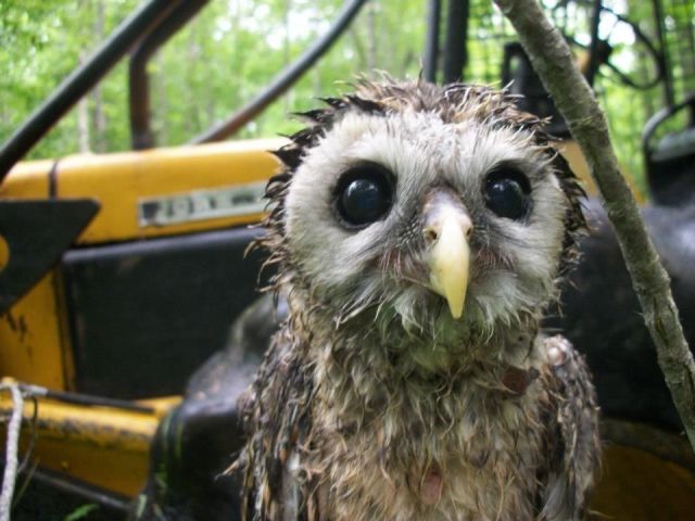 可愛すぎて一緒に笑っちゃう動物たちの写真