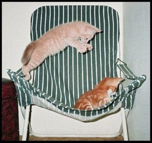 猫の不意打ちのテクニックの写真