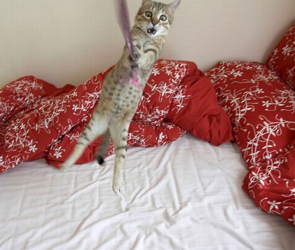 空中を楽しく飛行する猫たちの写真