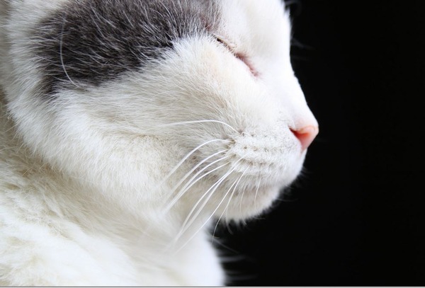 猫の寝顔がどうしてこんなに可愛いのかと思える写真