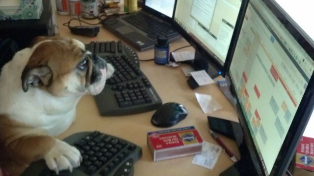 可愛い動物たちの画像が集まった写真