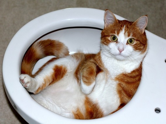 あらゆる容器に流れ込む猫技「液体流動の術」の写真