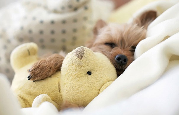 ぬいぐるみと眠る可愛い動物たちの写真