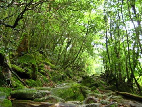 屋久島の神秘的自然が美しすぎる写真