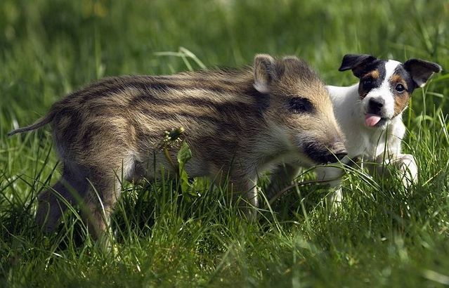 無茶苦茶かわいい動物たちに癒される写真