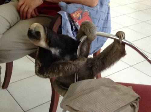 癒される可愛い動物たちの写真