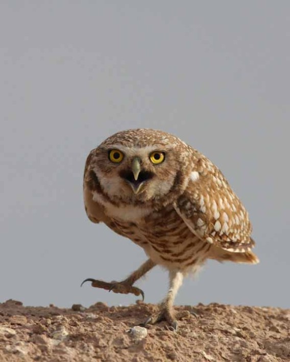 可愛いフクロウさんの写真