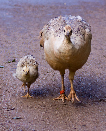 あまりにも似ている動物の親子たちの写真