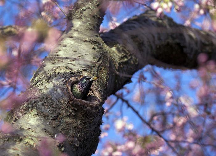 世界に咲く桜 
