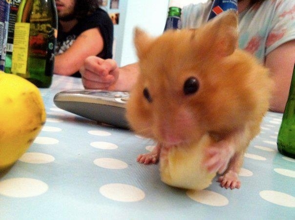 ふわふわで思わず「もふもふ」したくなる可愛い動物