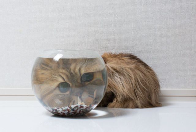 とてもキュートで可愛い動物の写真