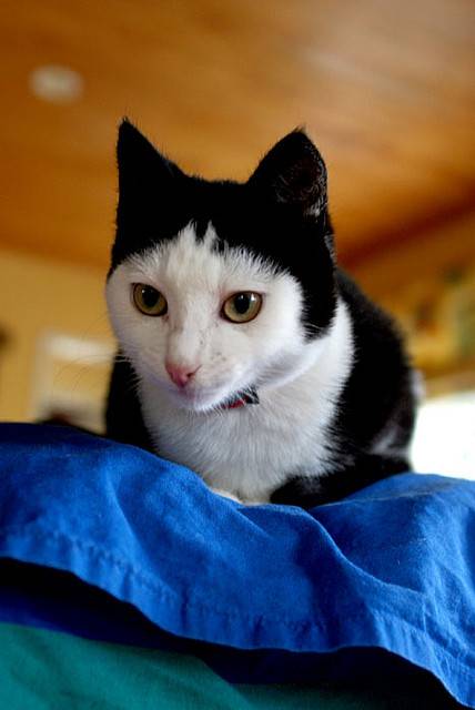 フクロウみたいな猫
