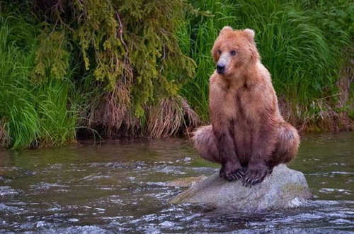 すごいポーズを決める動物たちの写真