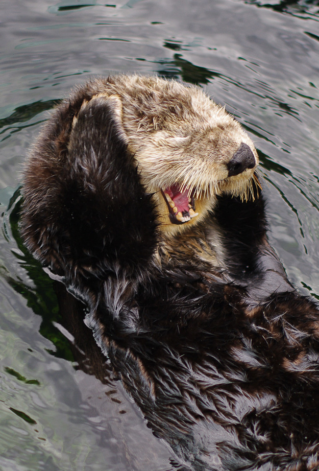 表情豊かなカワウソとラッコの写真