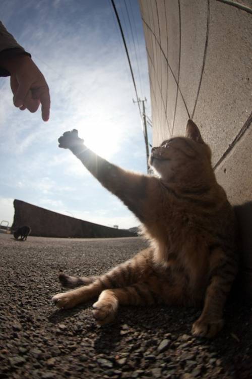 福岡にあった猫の島の写真