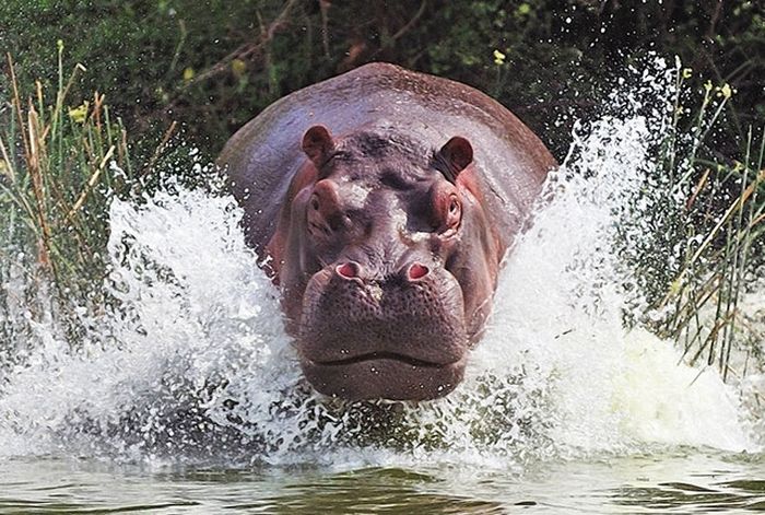 美しい野生の生き物の写真