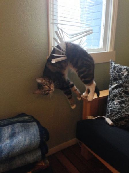 家具の間にはまっている犬と猫の可愛い写真