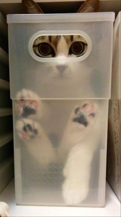 かくれんぼする動物が可愛すぎる写真