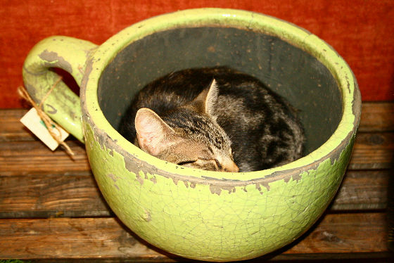 猫が可愛く液体化している可愛い写真