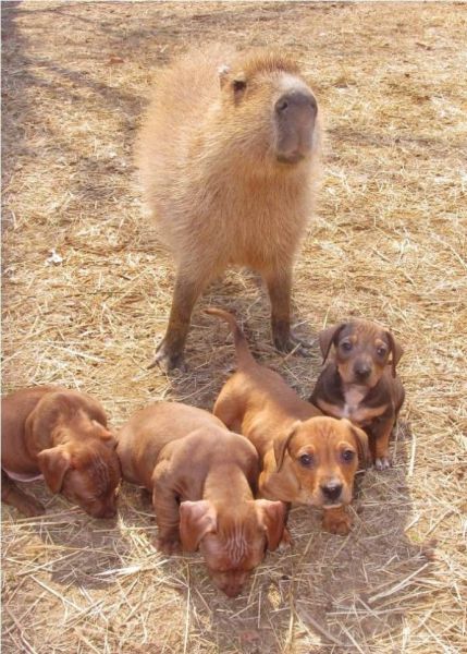 動物たちの可愛すぎる画像