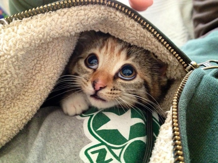 可愛すぎる動物の赤ちゃん画像