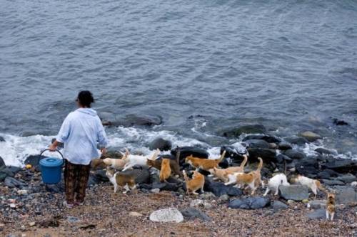 福岡にあった猫の島の写真