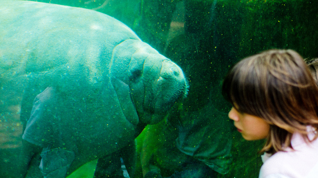 マナティーの可愛らしさにマジでビックリする写真