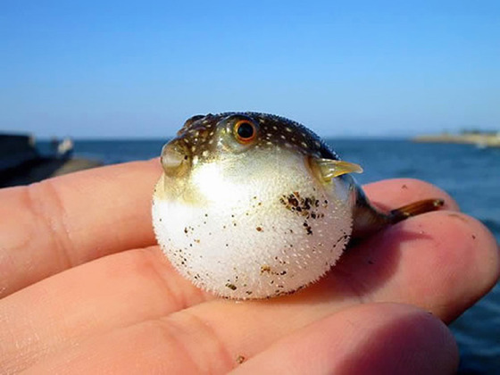 可愛すぎる動物の赤ちゃんの画像
