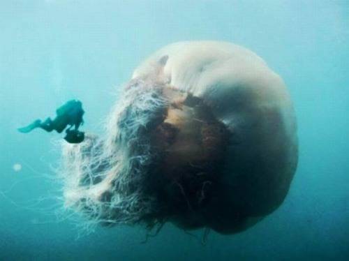 マジで驚く巨大生物の画像