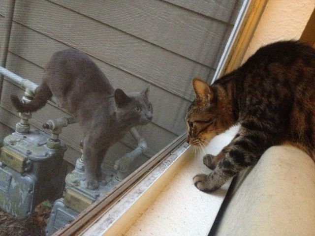 とりあえず癒される可愛い動物の写真