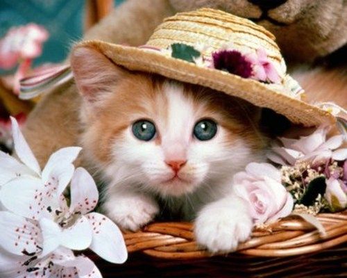 コスプレが似合いすぎるオシャレ犬・猫の写真