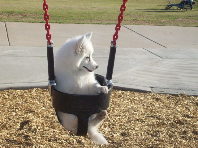 可愛すぎて一緒に笑っちゃう動物たちの写真