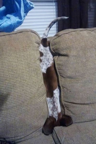 家具の間にはまっている犬と猫の可愛い写真