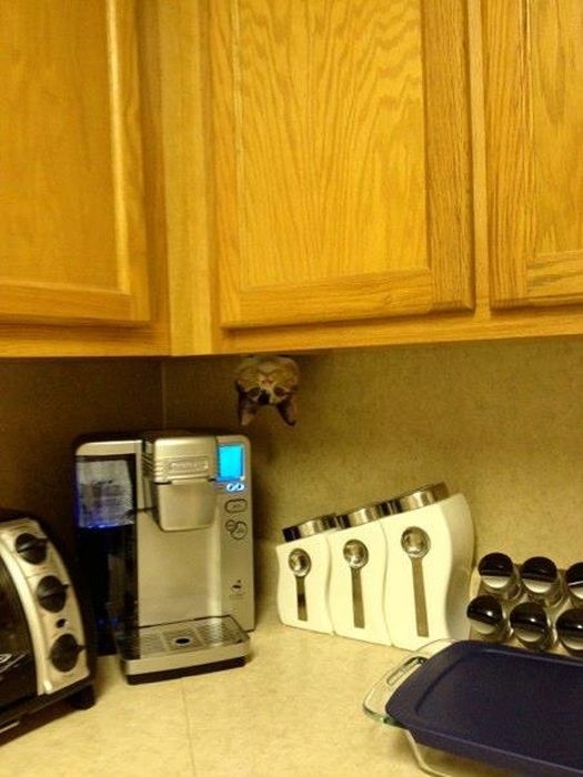 猫のかくれんぼ