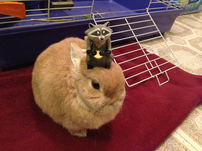 うちのウサギがおとなしいので頭にいろいろ乗せてみた写真