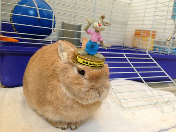 うちのウサギがおとなしいので頭にいろいろ乗せてみた写真