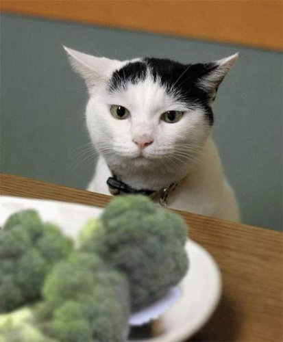 猫に狙われた完全ロックオンされた写真