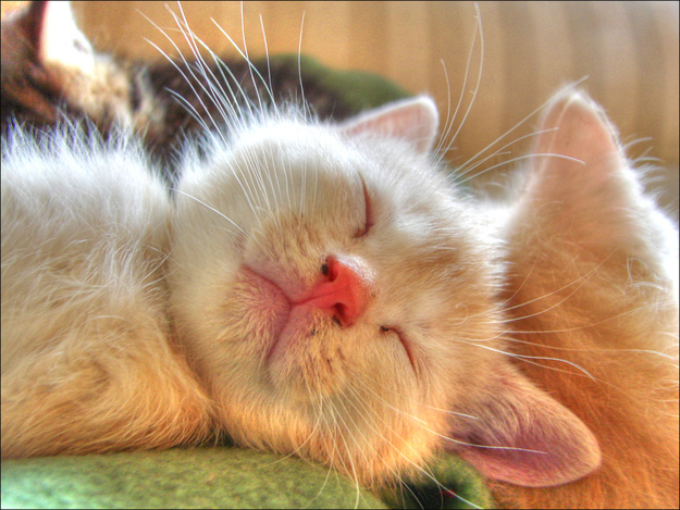 見るとやる気がなくなっていく眠る猫の画像
