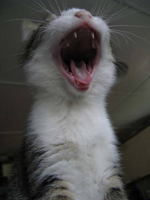 動物たちの可愛いあくび