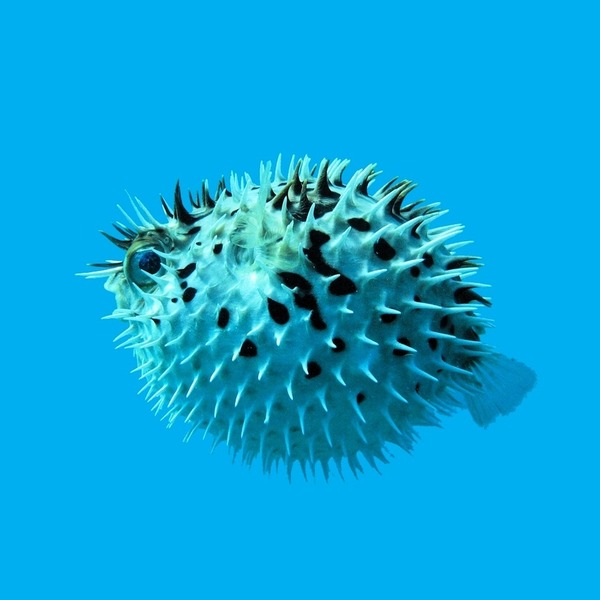 ちょこっとブサイクだけど愛嬌があって美しい魚の写真