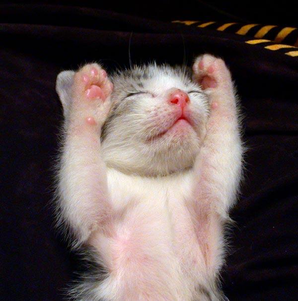 猫が寝ている姿が本当に可愛らしい写真