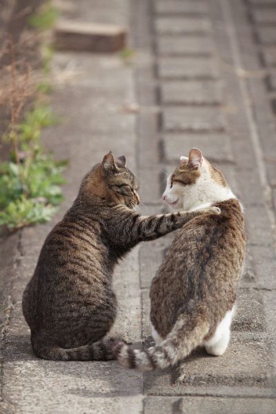 可愛すぎて一緒に笑っちゃう動物たちの写真